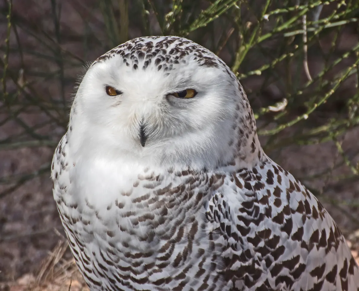 Young female snowy owl with heavily barred white and gray plumage