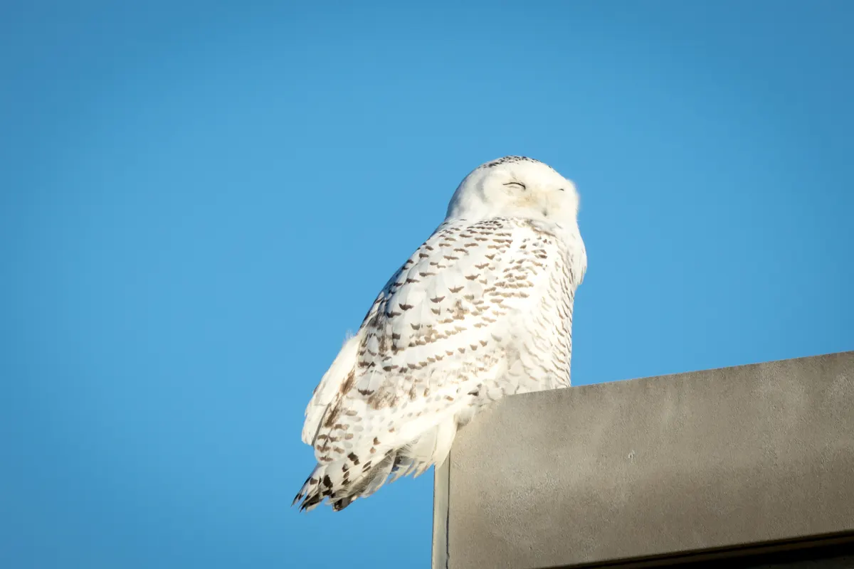 Snowy owl standing alert in a snowy open field while hunting
