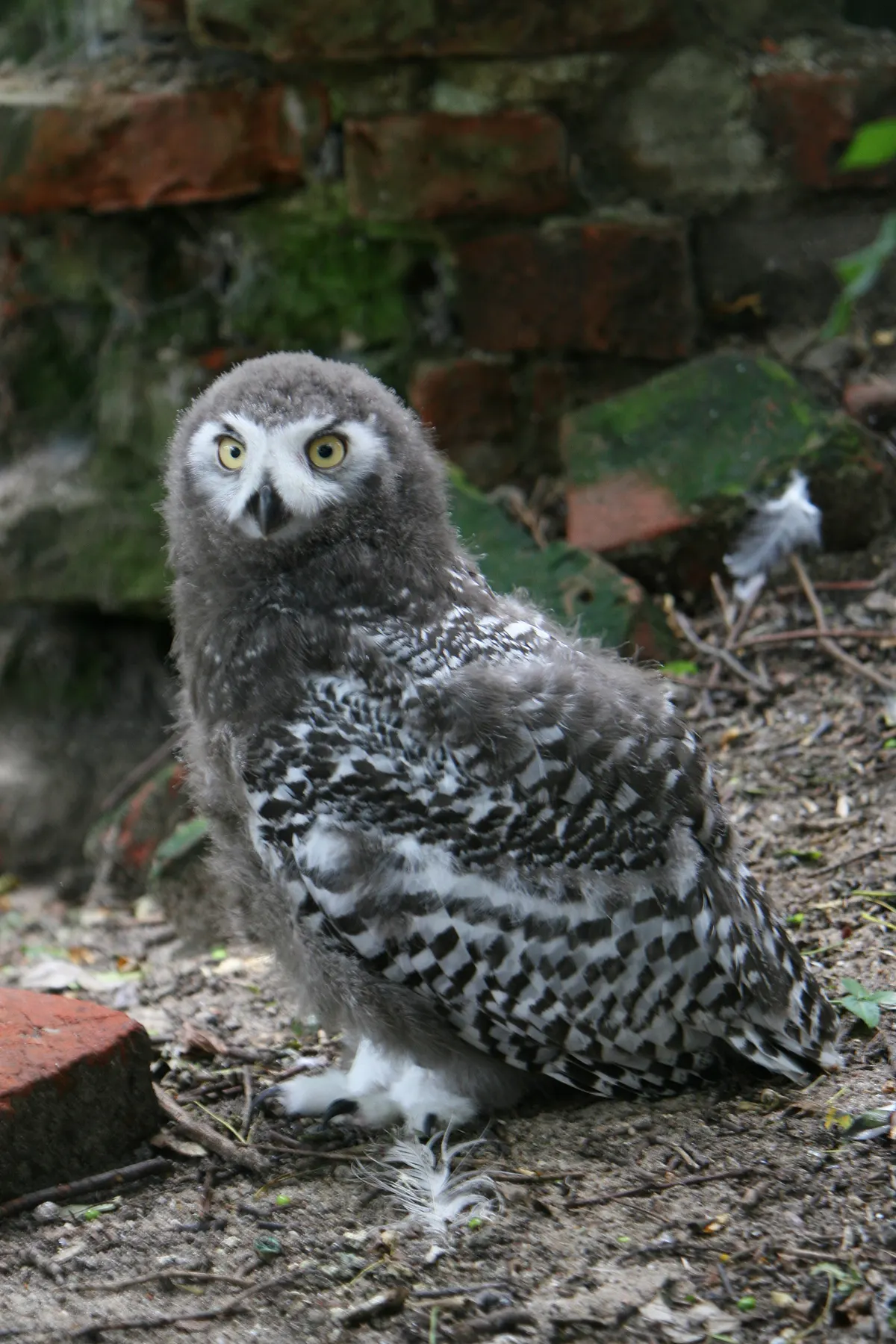 Young snowy owl chick with dense down looking toward the camera