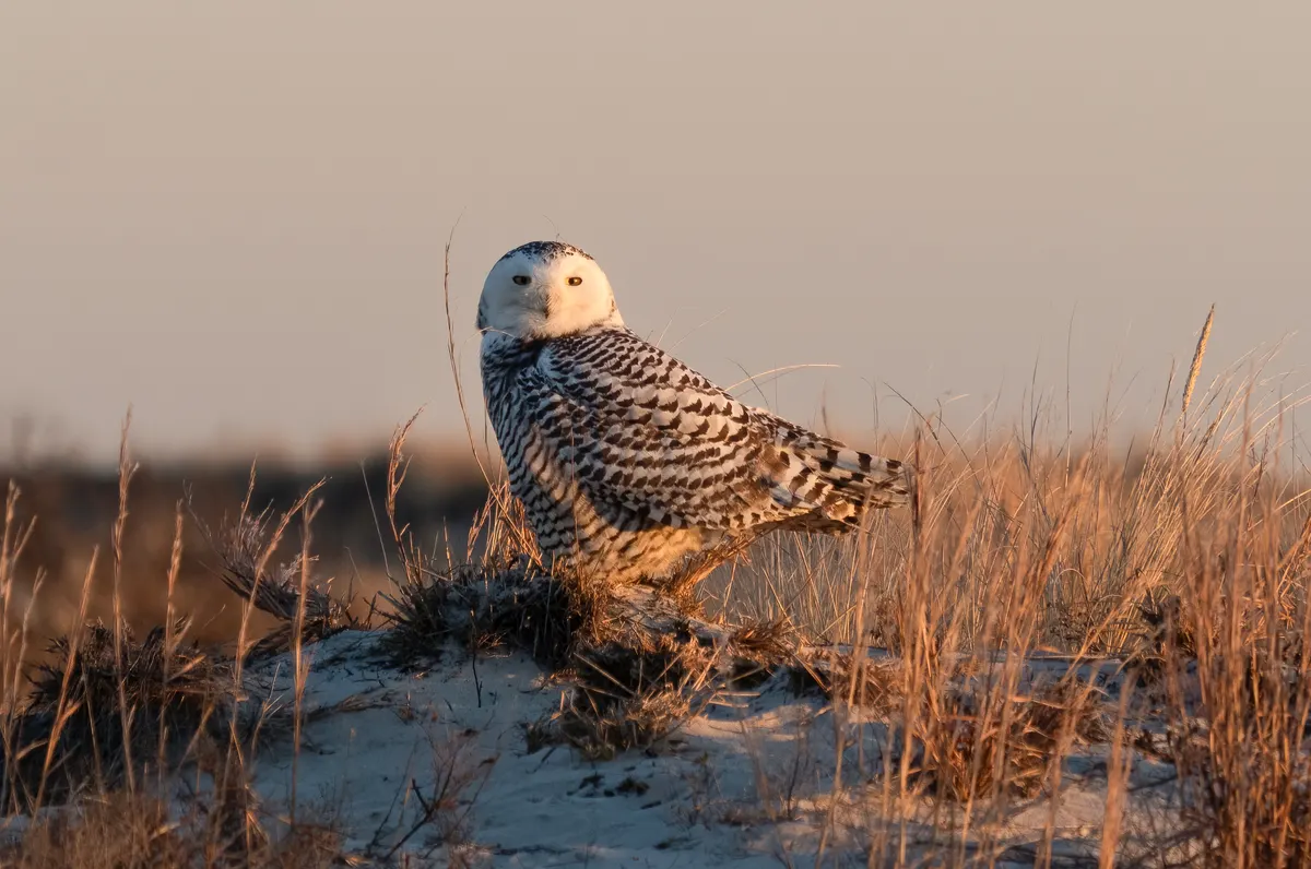 Wild snowy owl perched among coastal dunes and winter sky