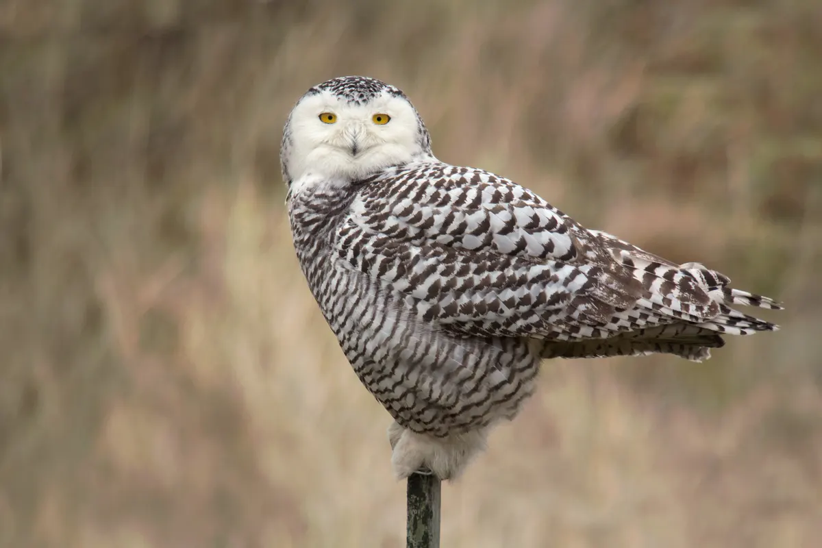 Snowy owl resting on open dunes during a winter irruption in the Netherlands