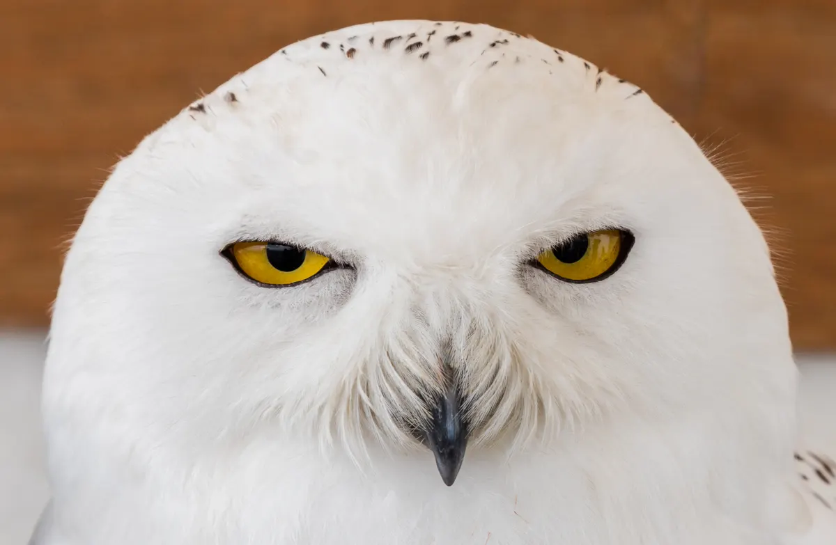 Female snowy owl portrait showing white plumage with dark barring