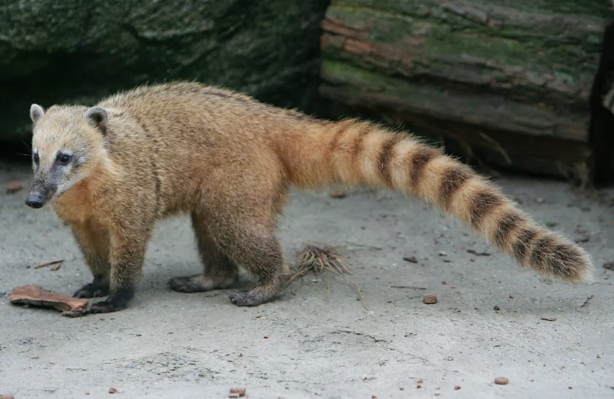 Coati foraging on the ground