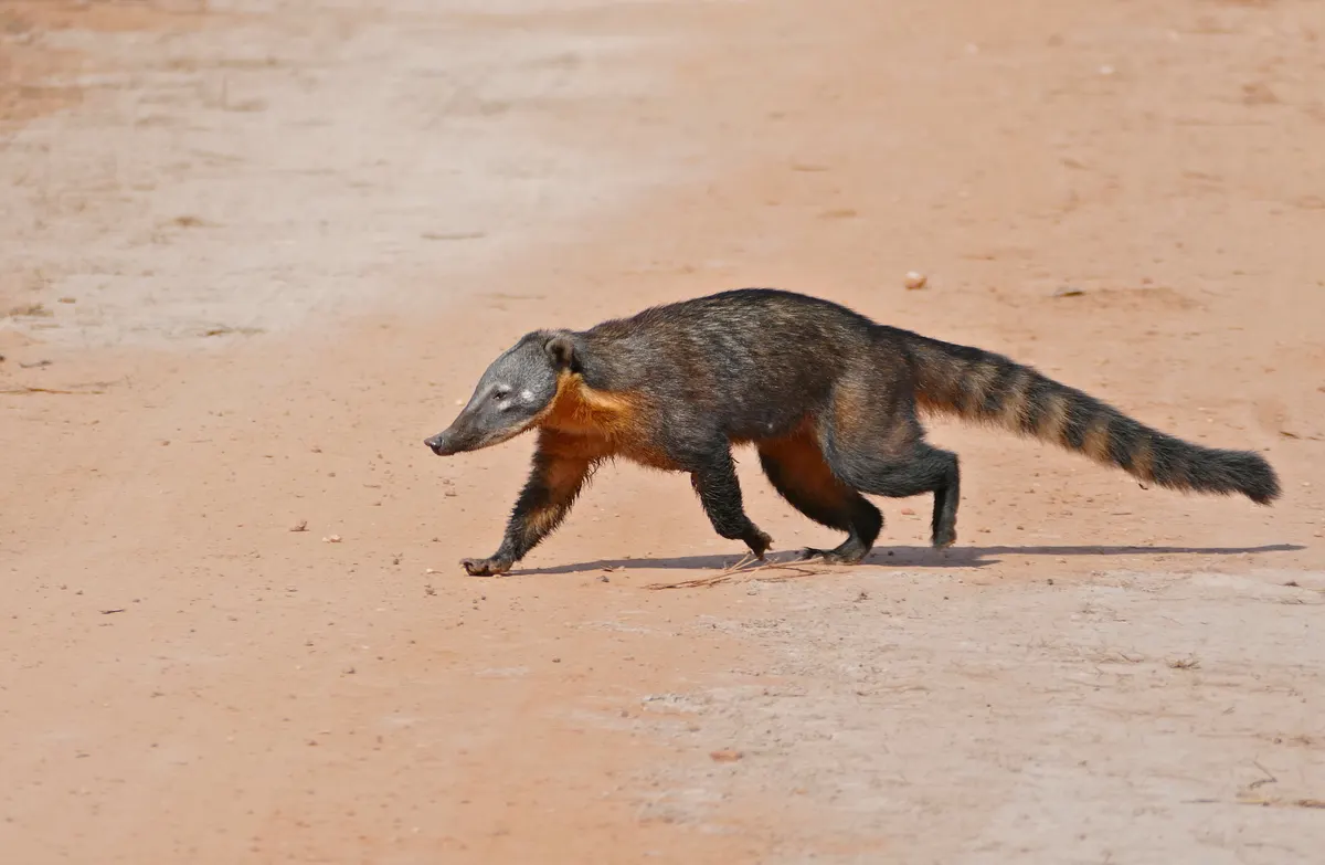 Coatis moving together across open ground