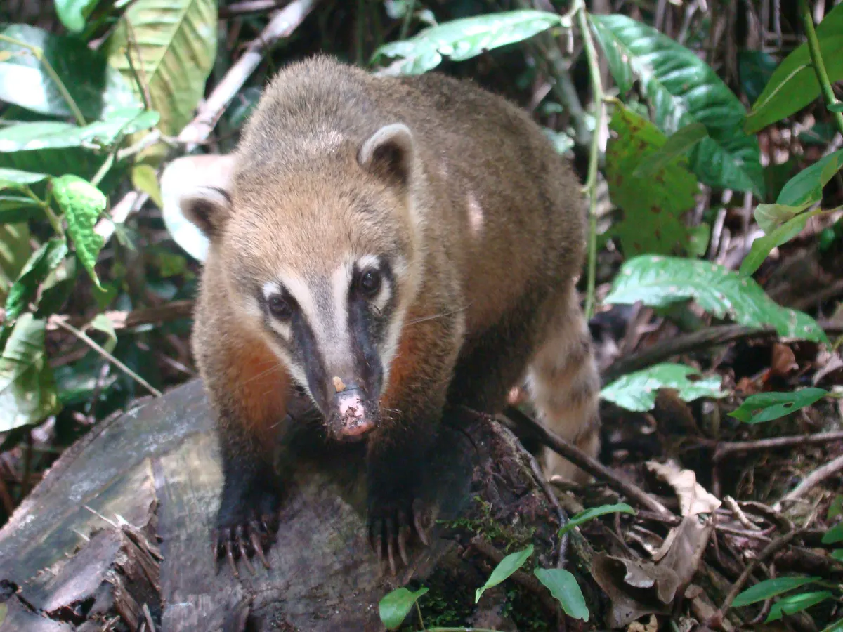 Coati in a Brazilian national park