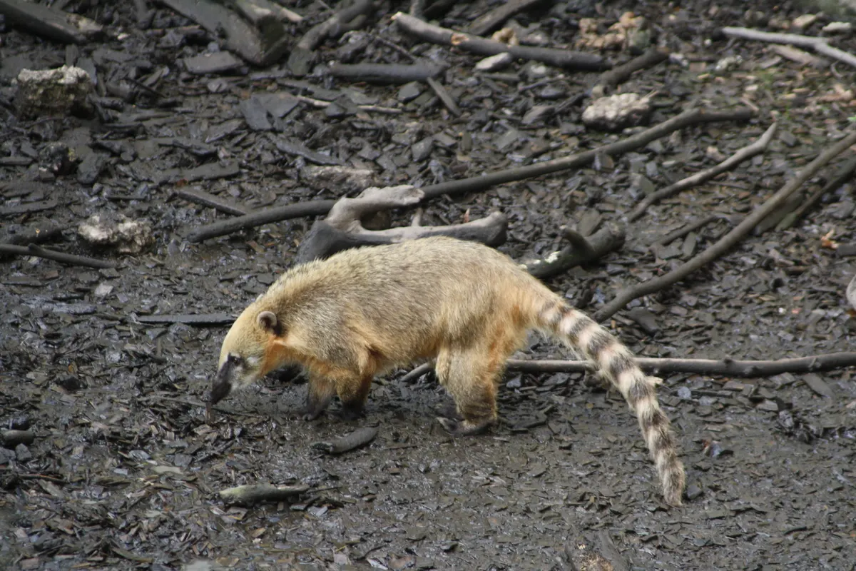 Coati standing alert