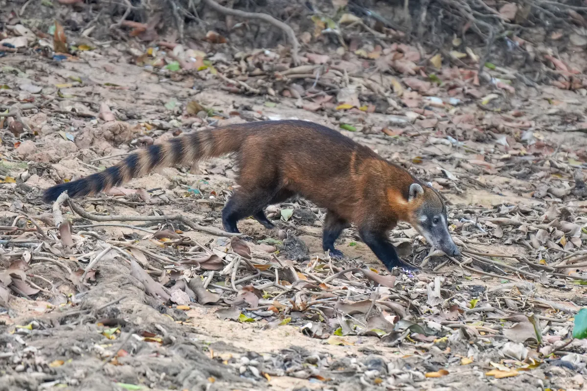South American coati with a long ringed tail foraging in the open
