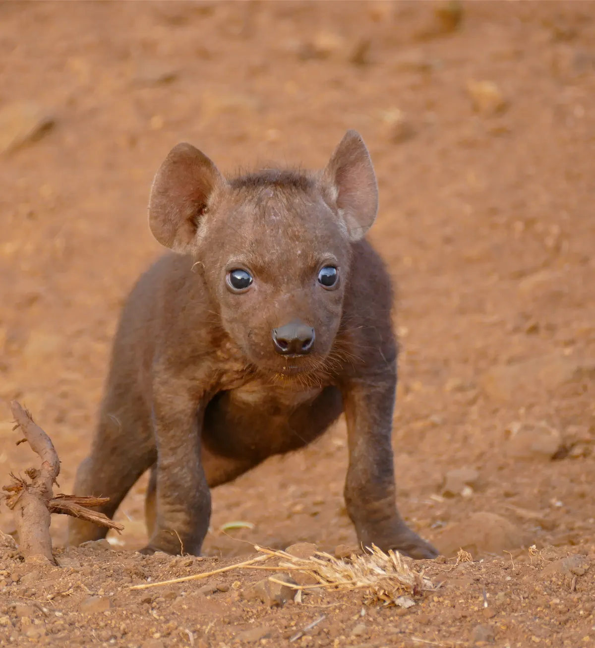Dark-furred spotted hyena cub resting near its den
