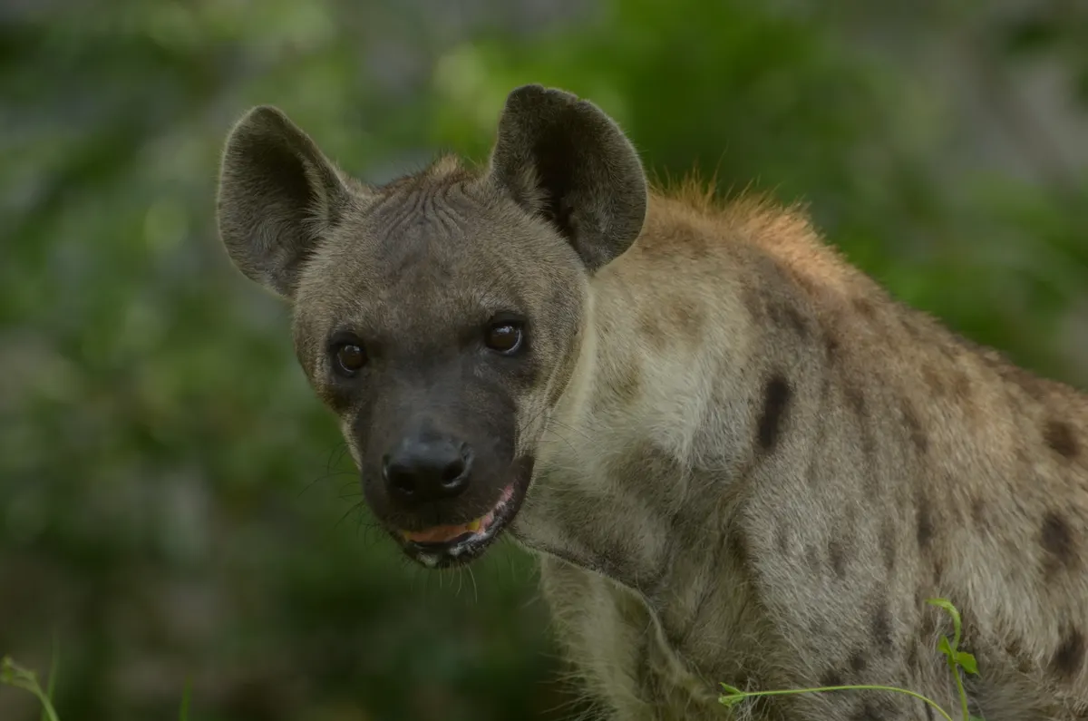 Close-up of a spotted hyena's face, rounded ears, and eyes