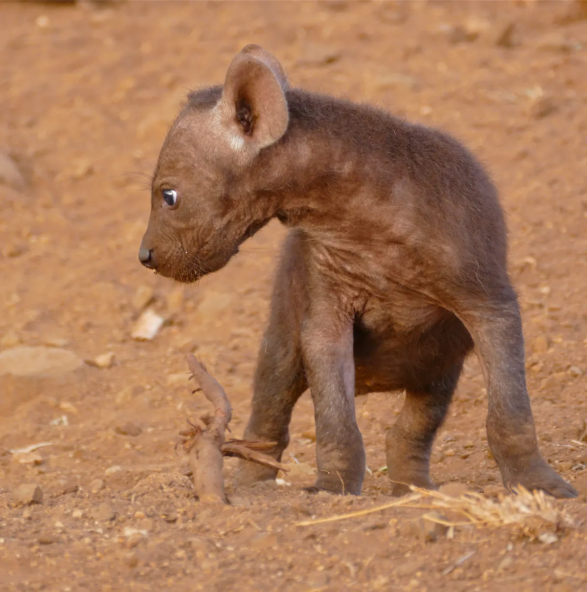 Young spotted hyena cub sitting on a dirt track