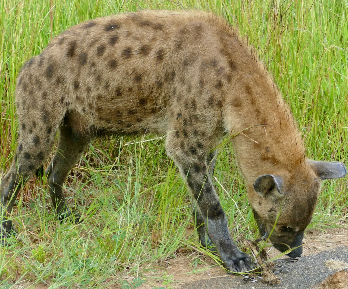 Spotted hyena feeding on small prey remains in the grass