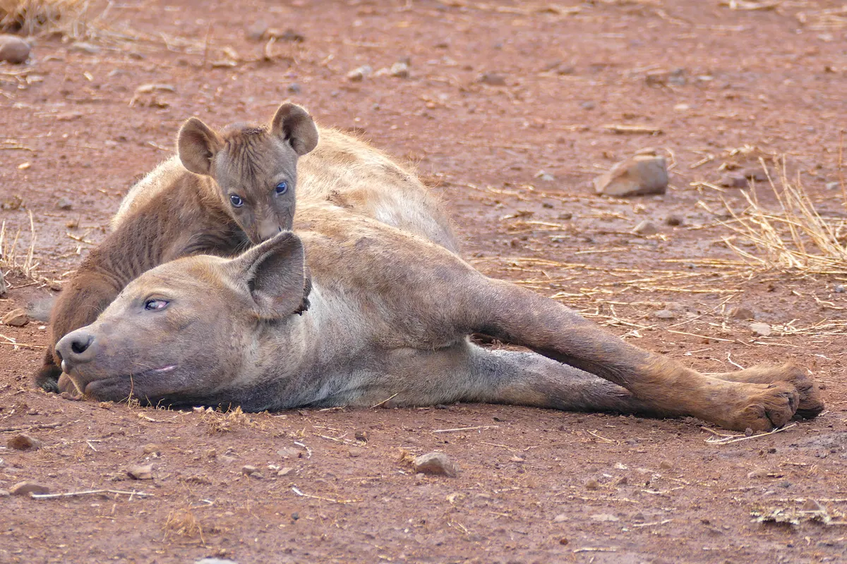 Adult spotted hyena beside a young cub in the wild