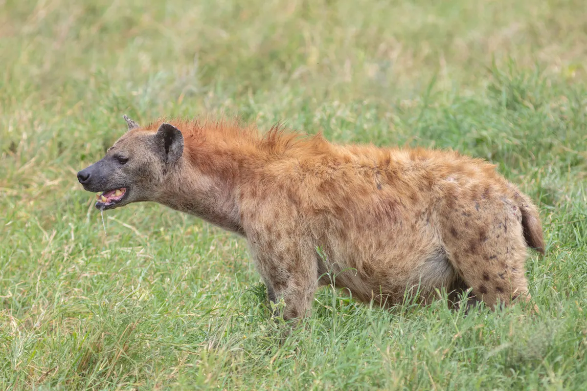 Spotted hyena in golden savanna grass at Tarangire, Tanzania