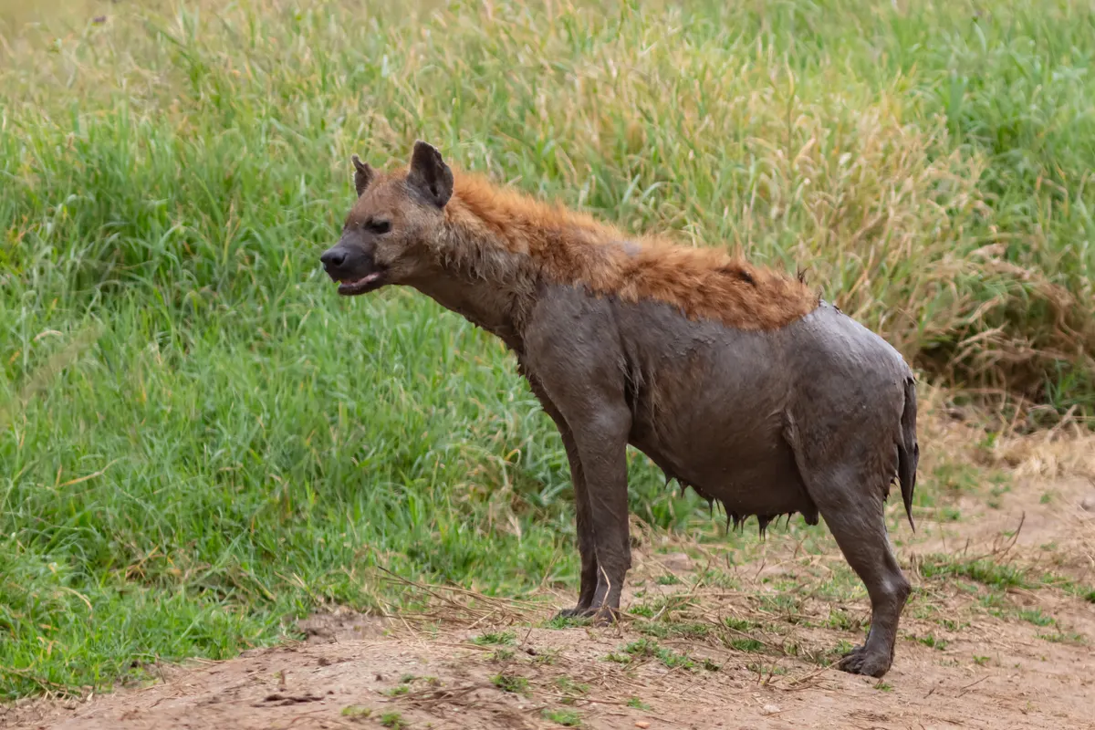 Spotted hyena crossing the Serengeti grassland in Tanzania