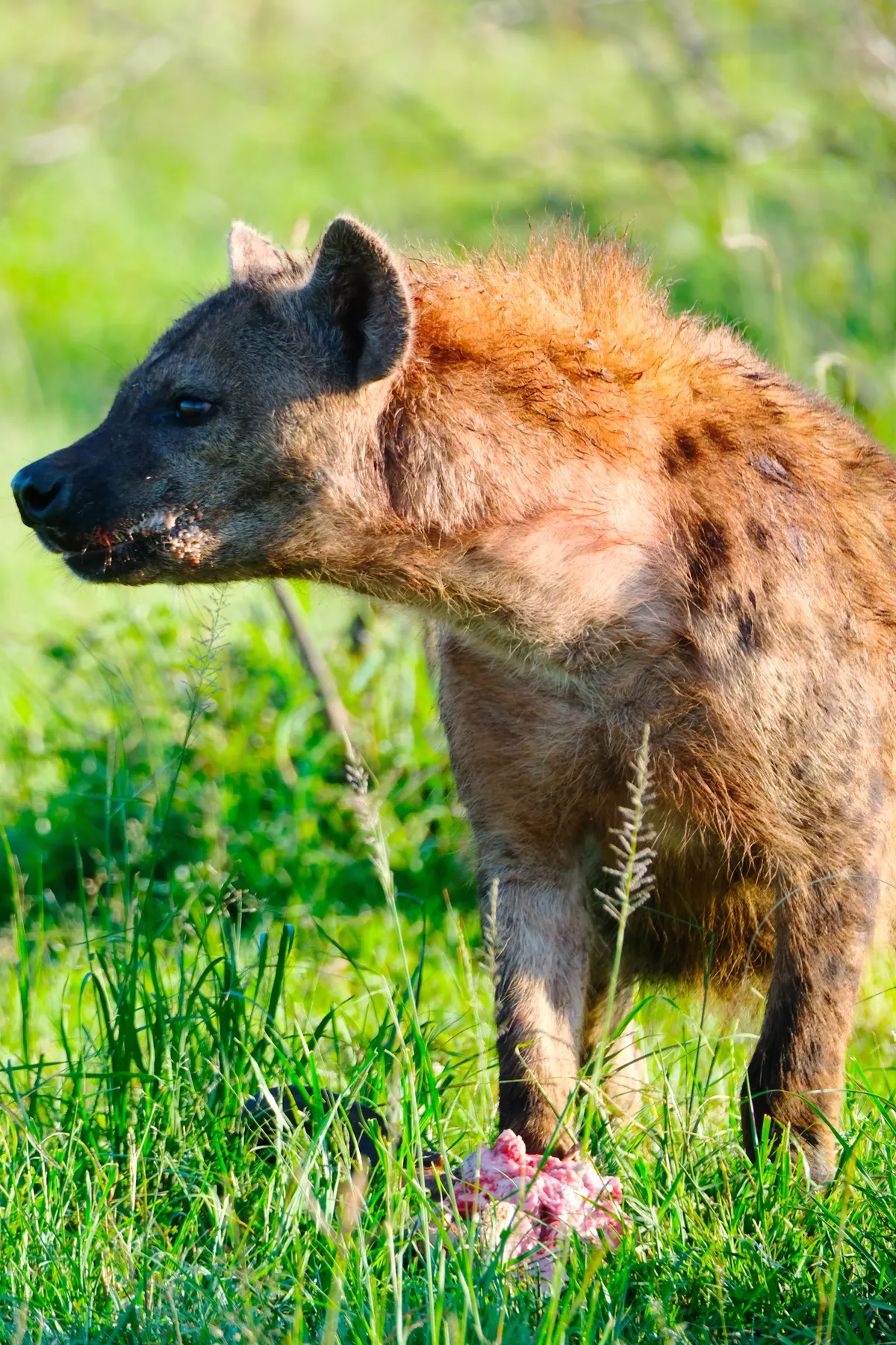 Spotted hyena standing over its prey in green grassland