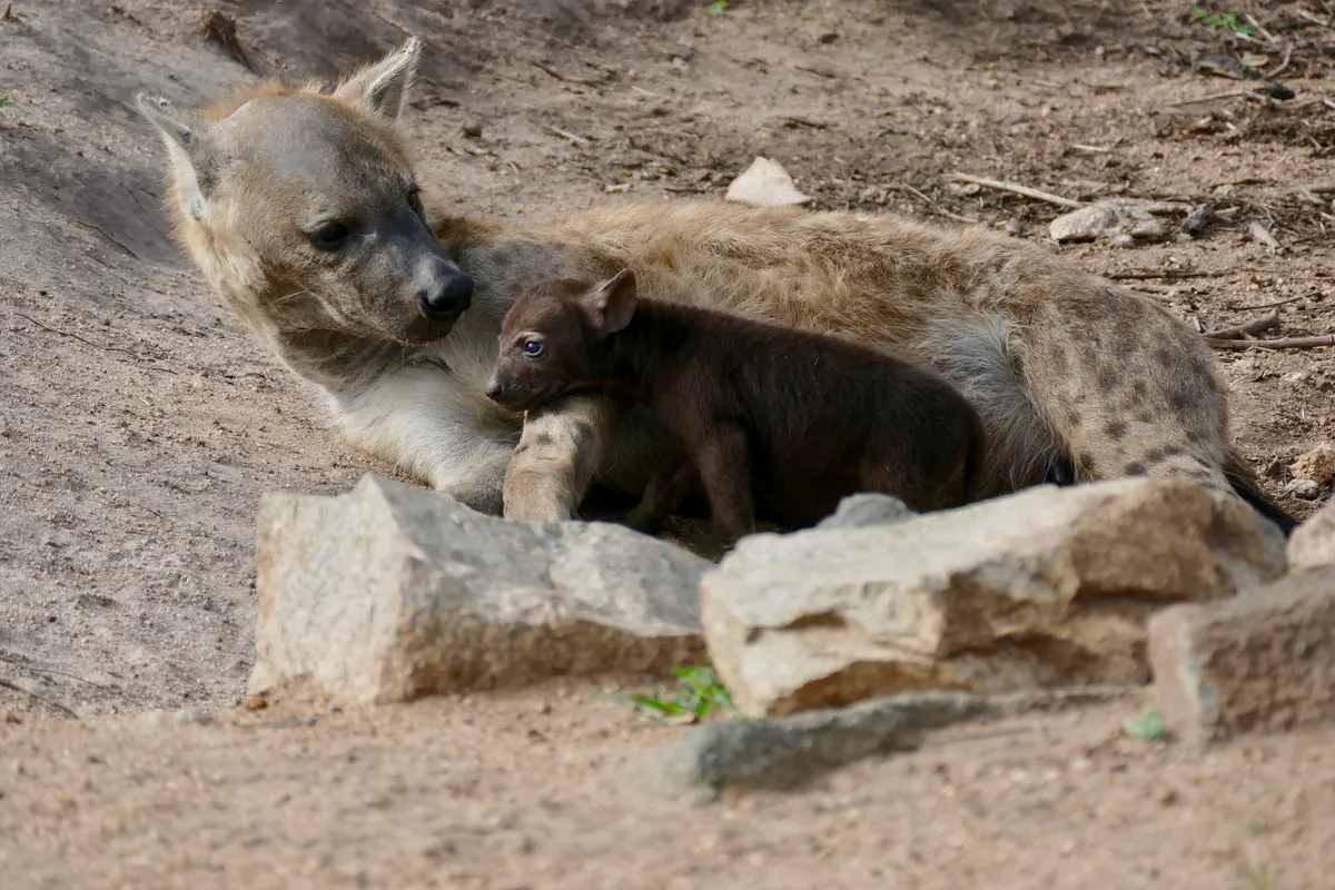 Mother spotted hyena standing with her cub in the wild