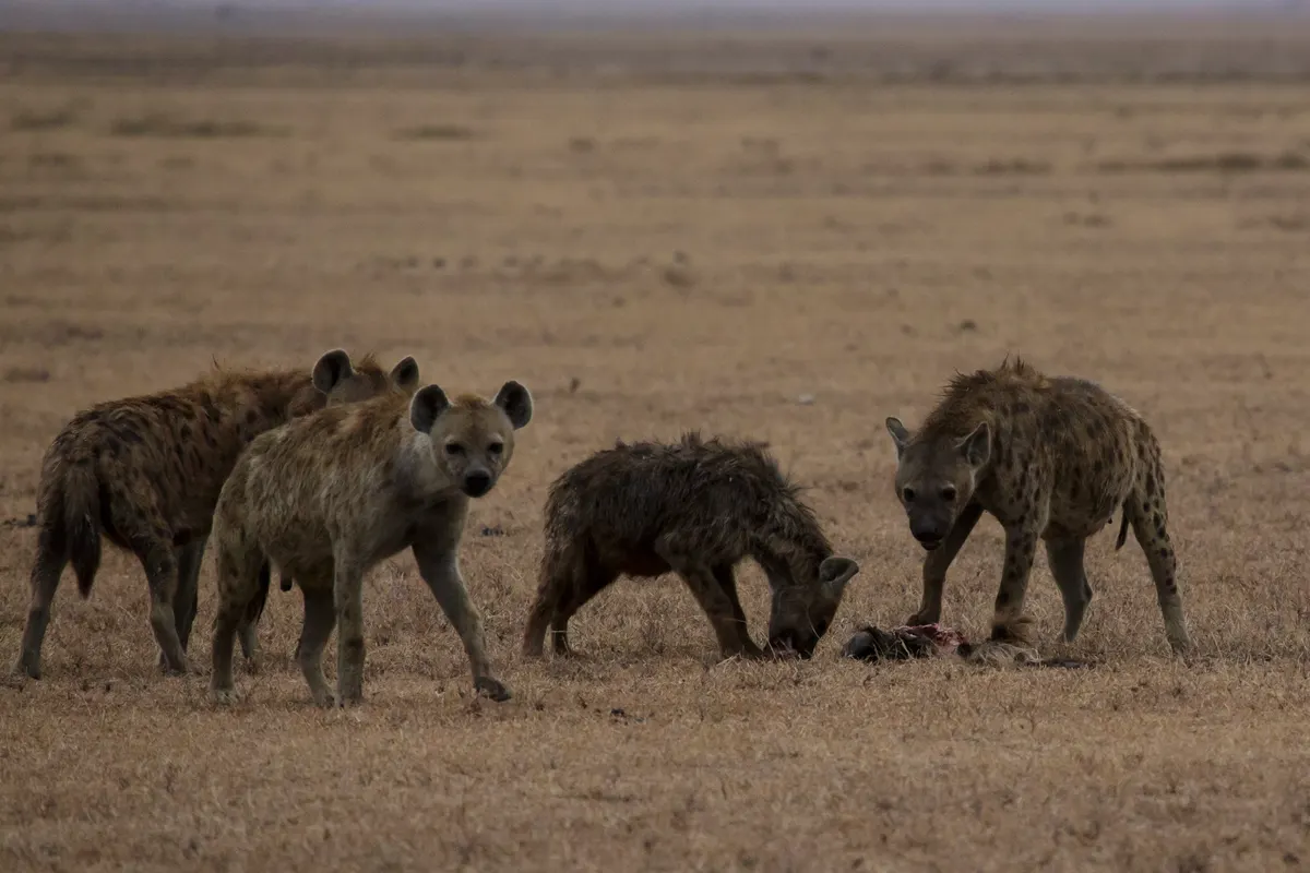 Group of spotted hyenas resting together in Ngorongoro, Tanzania