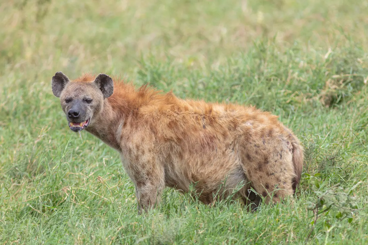 Spotted hyena walking through open savanna grass in Tanzania