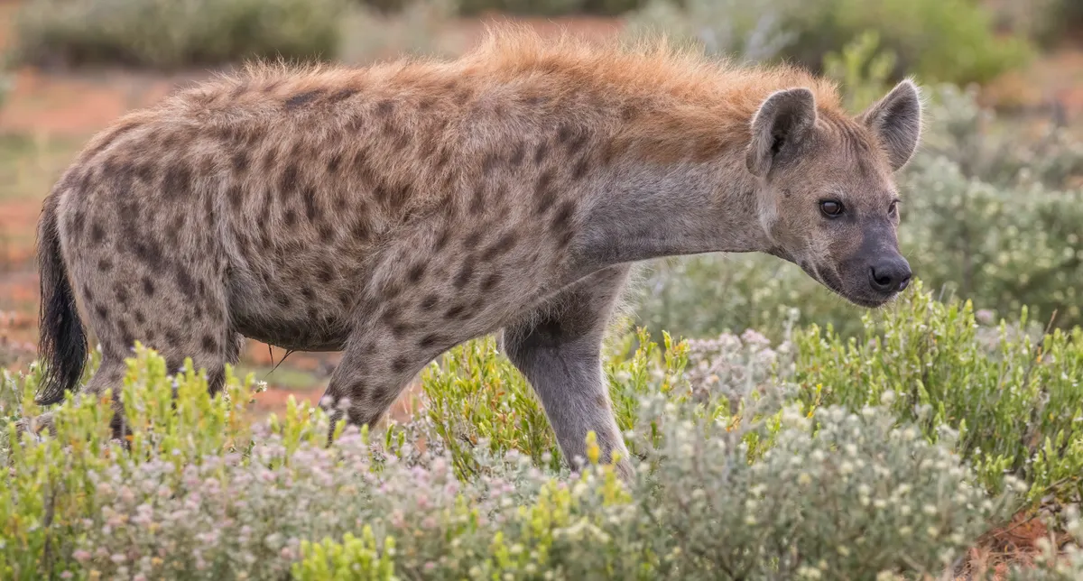 Spotted hyena standing alert in dry grassland in Namibia