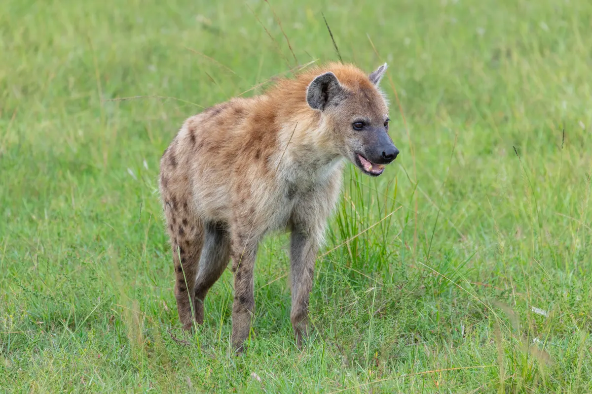 Spotted hyena on the open grassland of the Masai Mara, Kenya