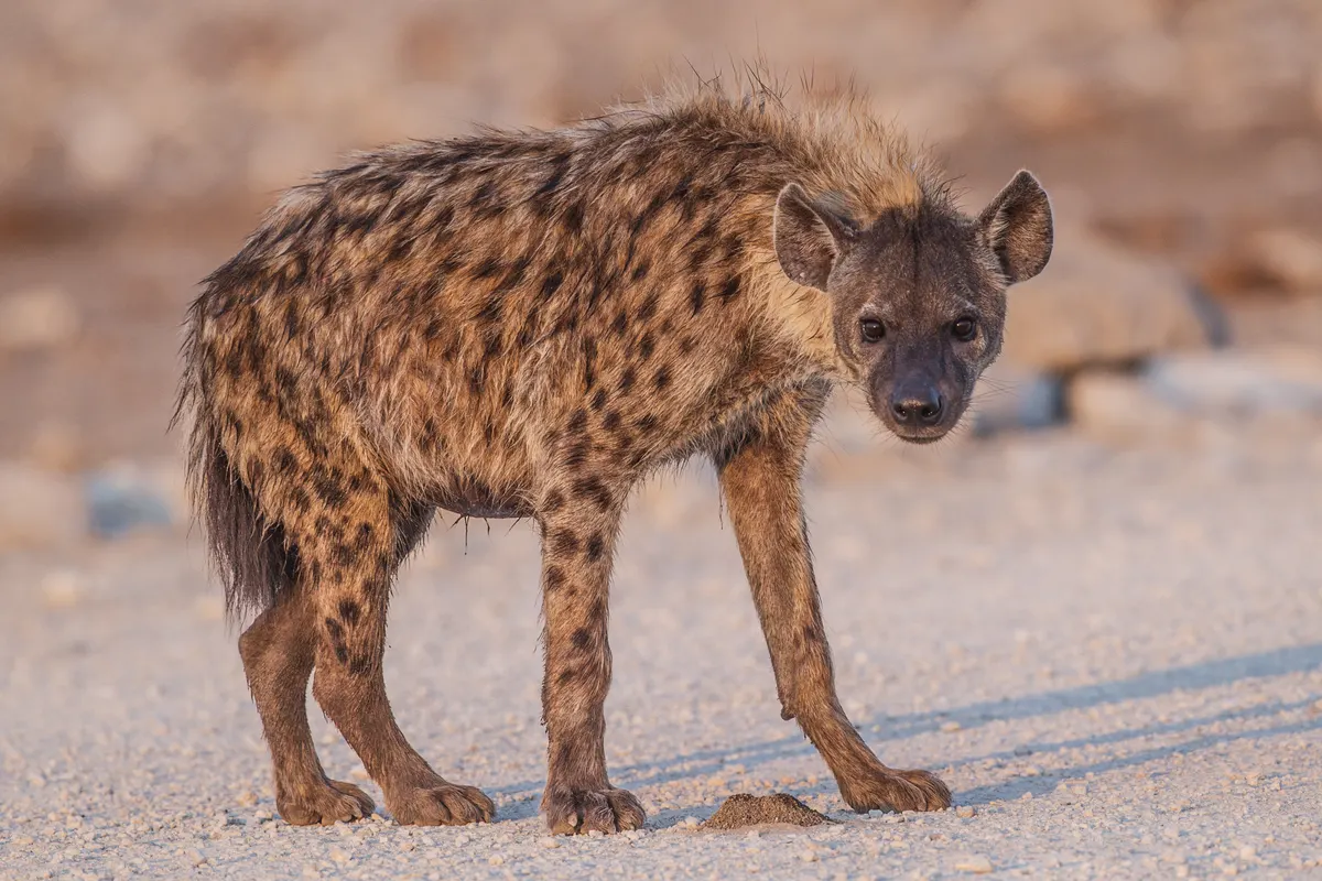 Full body side view of a spotted hyena standing in Etosha