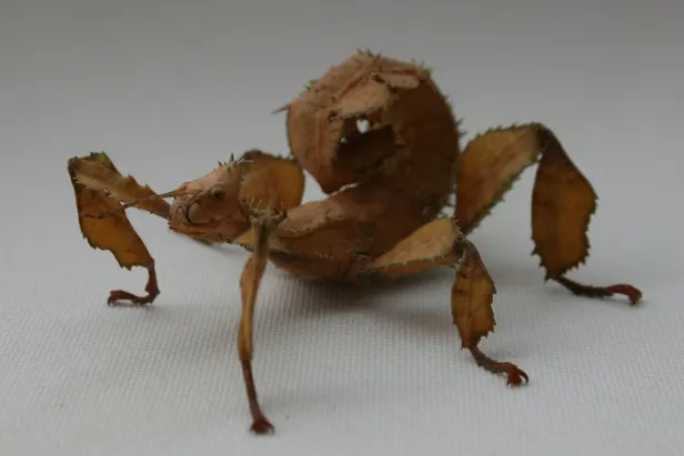 Young female giant prickly stick insect with curled abdomen
