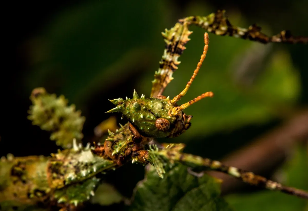 Giant prickly stick insect resting on leafy vegetation
