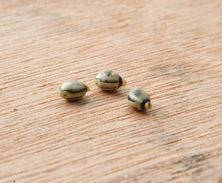 Seed-like eggs of the giant prickly stick insect