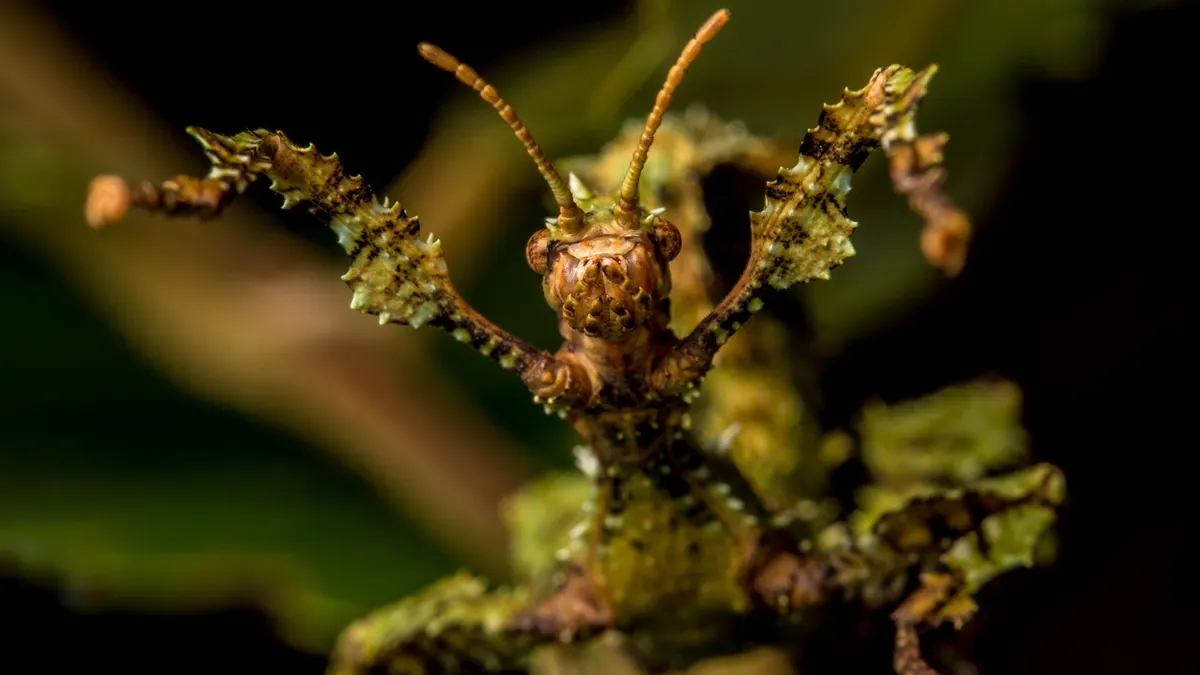 Giant prickly stick insect clinging to vegetation