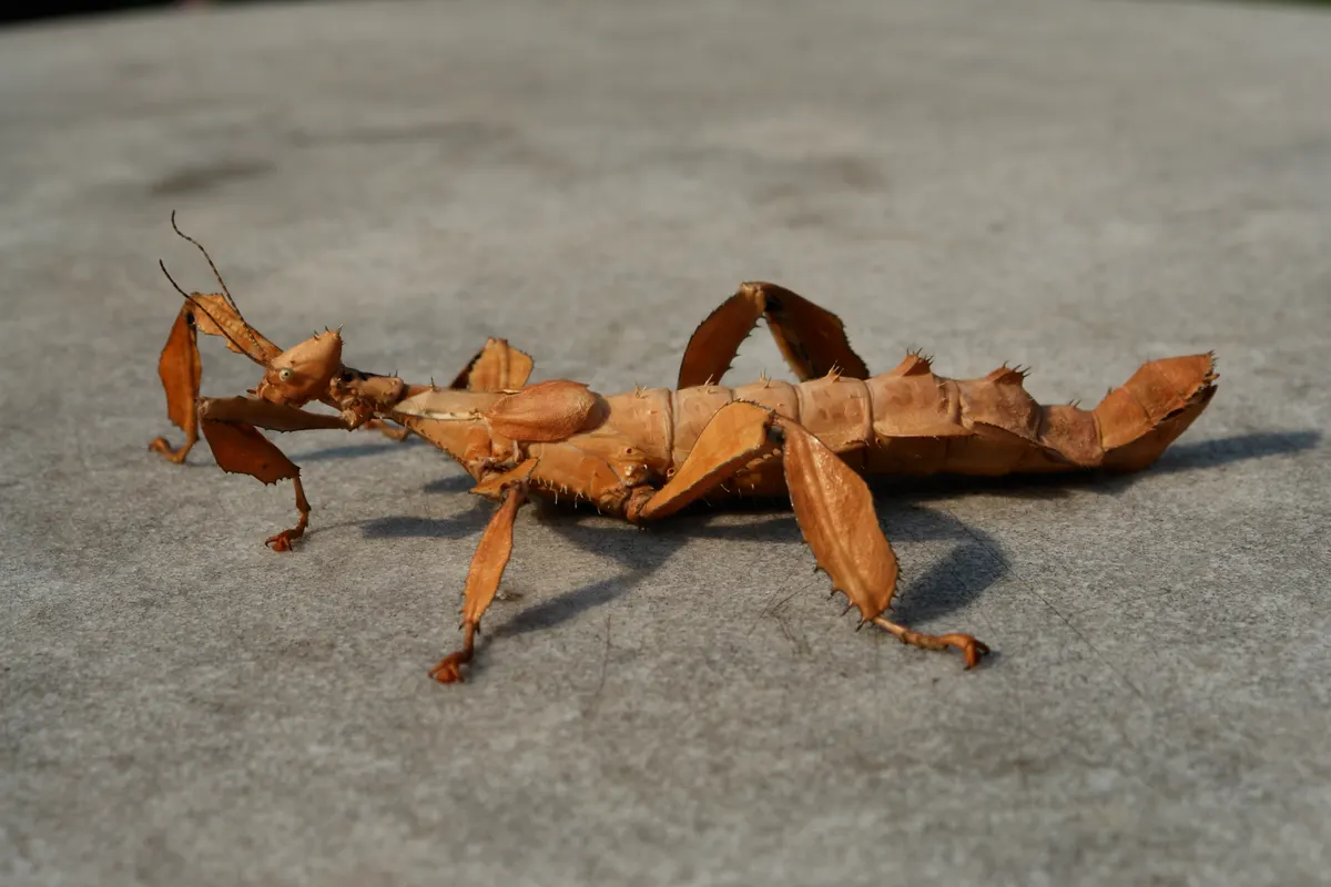 Female giant prickly stick insect showing leaf-like camouflage