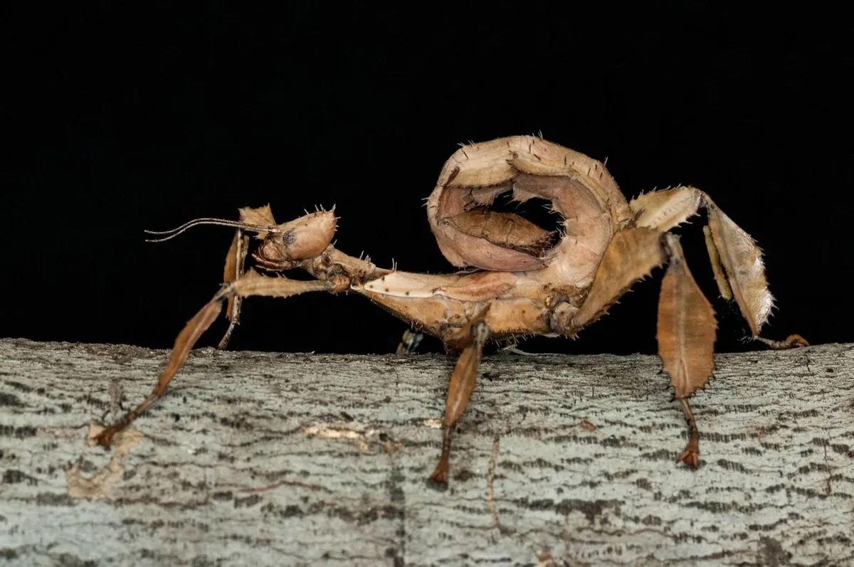 Giant prickly stick insect curling its abdomen up in a scorpion-like defensive posture