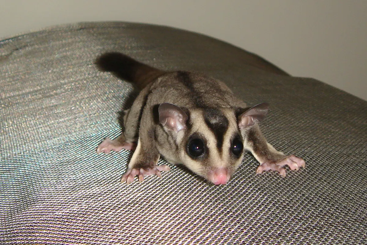 Five-month-old male sugar glider exploring outside the pouch stage