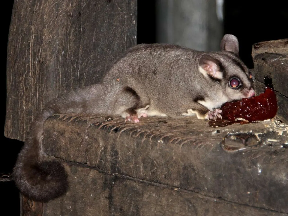 Sugar glider on a branch where it may seek sap and nectar
