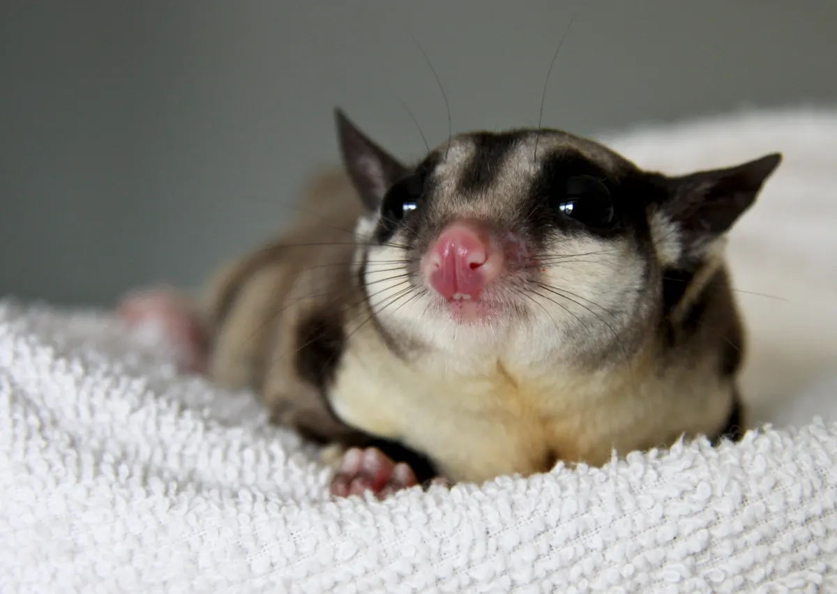 Sugar glider resting while showing social nest-box posture