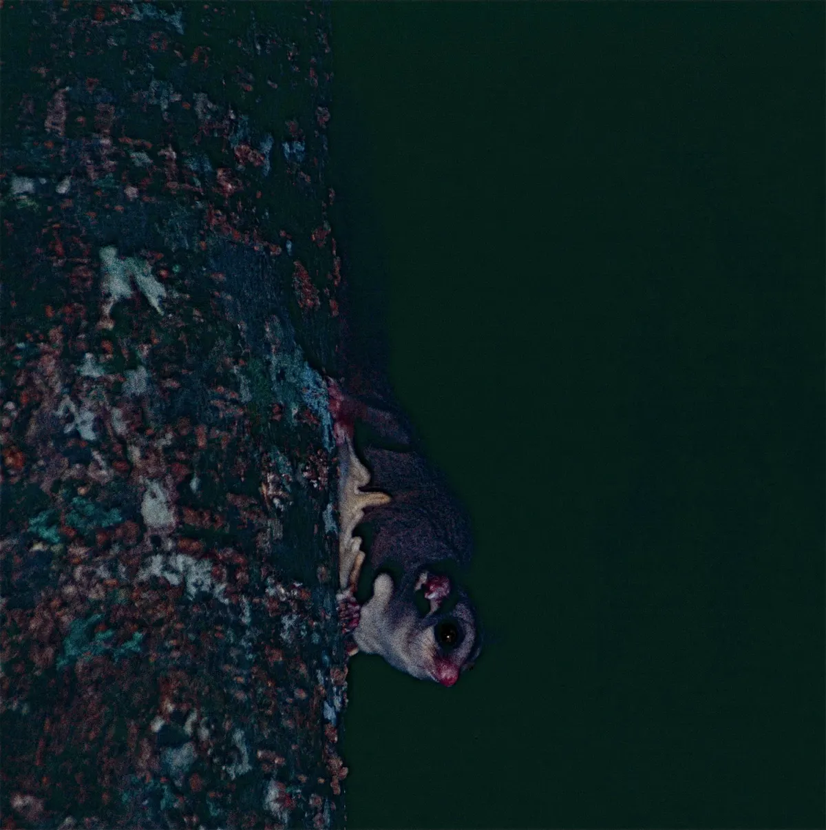 Sugar glider perched among rainforest leaves in Queensland