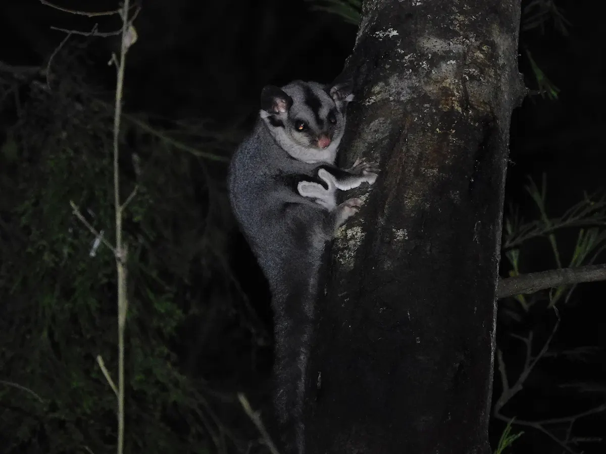 Sugar glider in Australian woodland part of its Oceania range