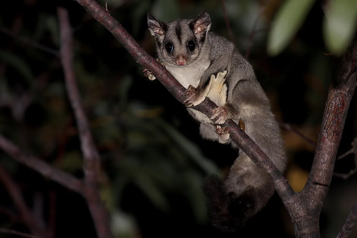 Sugar glider clinging to a branch in an Australian forest