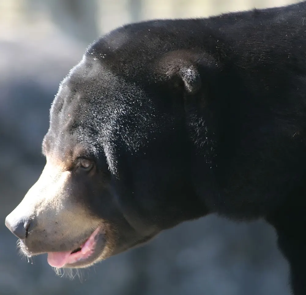 Sun bear using its snout to probe for food