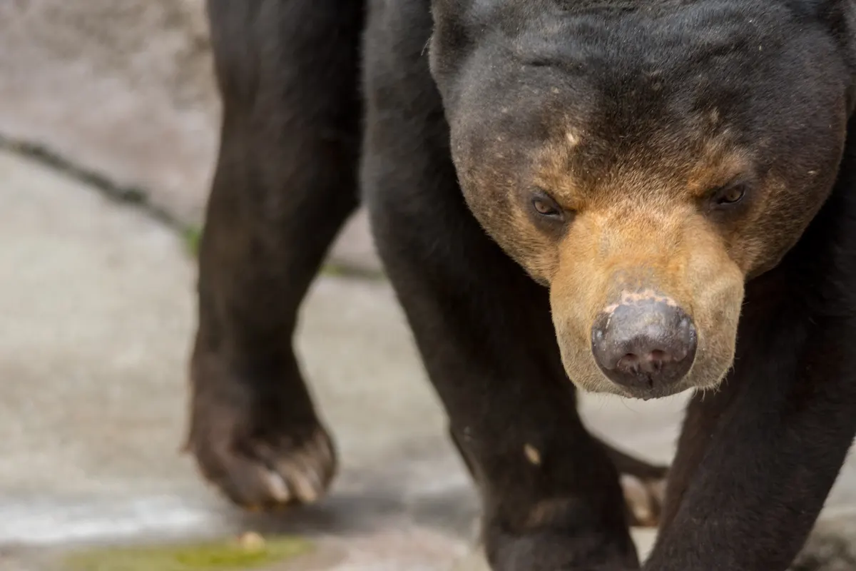 Sun bear standing on all fours on bare ground
