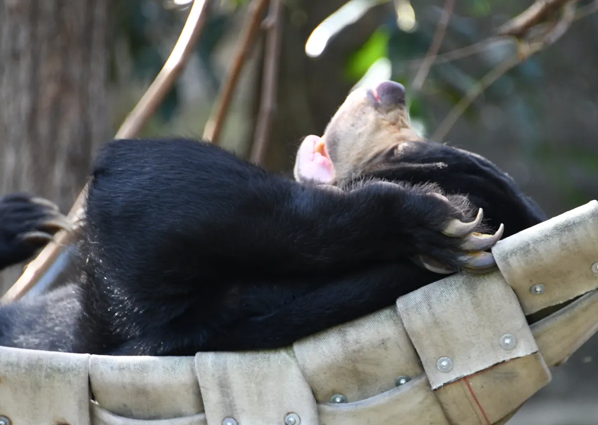 Sun bear lounging in a raised hammock with long claws visible