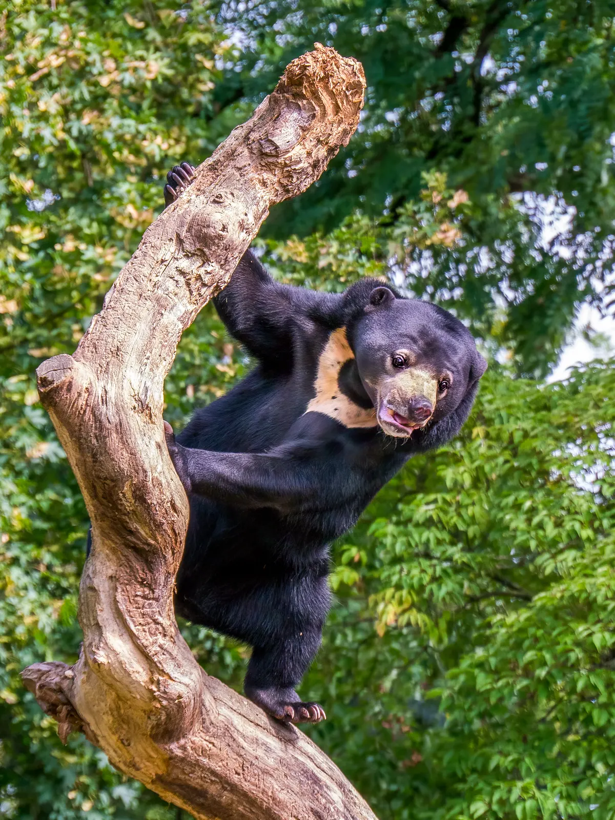 Sun bear standing and looking to the side