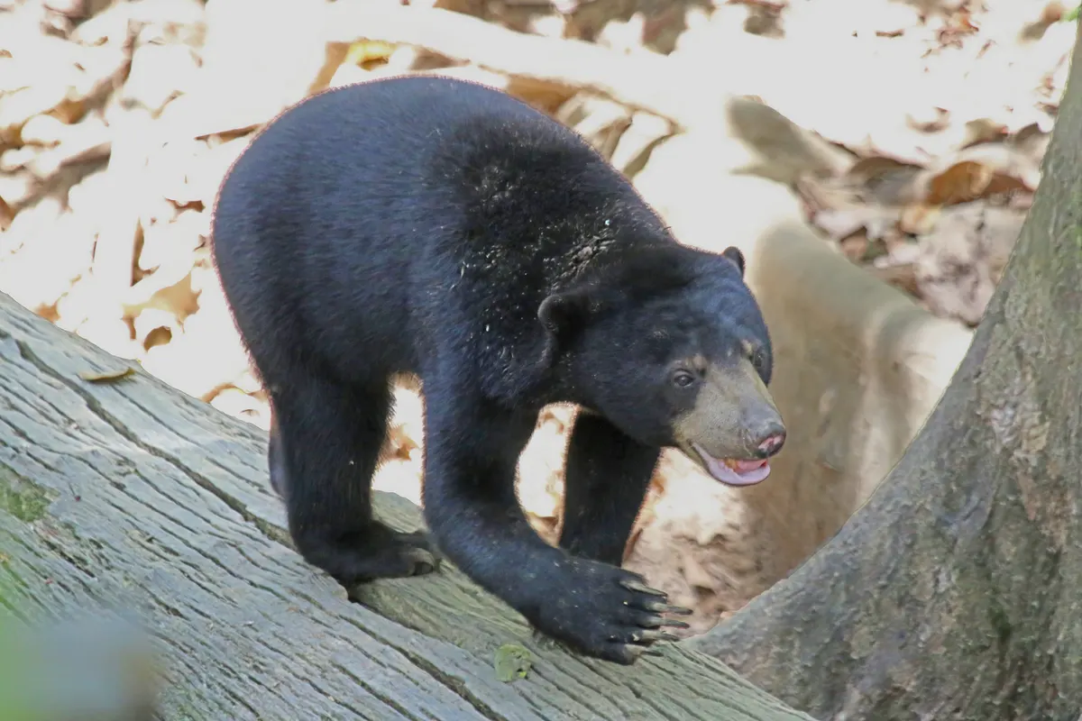 Sun bear with a pale chest patch standing among forest vegetation