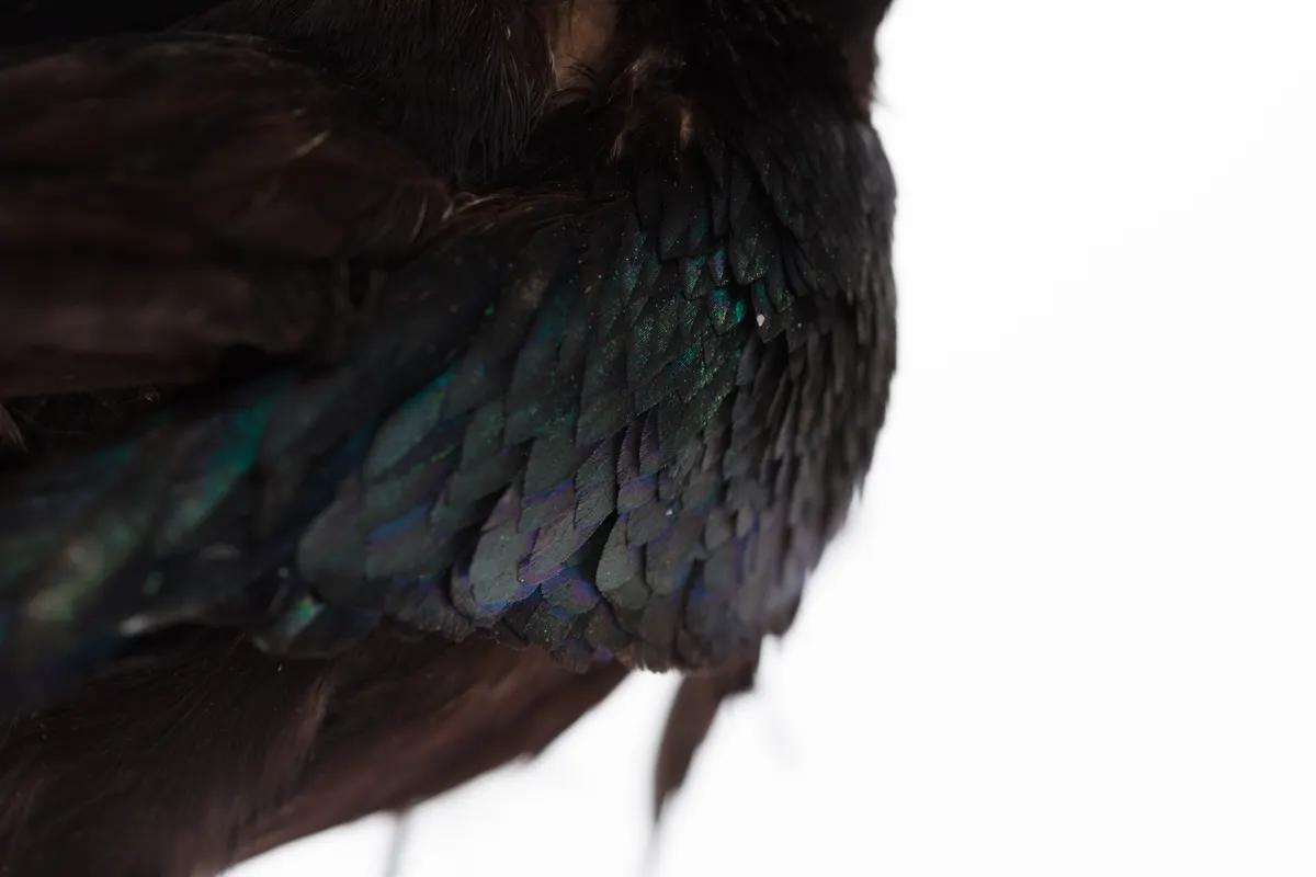 Detailed archival specimen showing the developing plumage of a young superb bird-of-paradise