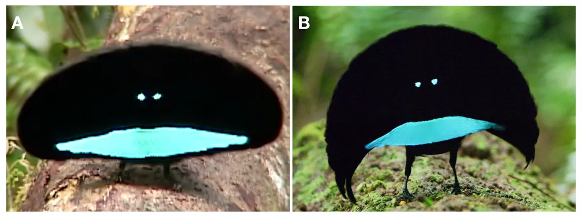 Striking close-up comparison of the distinct eye spots and reflective breast shields during display