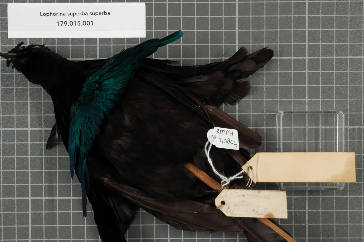 Exquisite historical specimen showing sub-adult plumage patterns