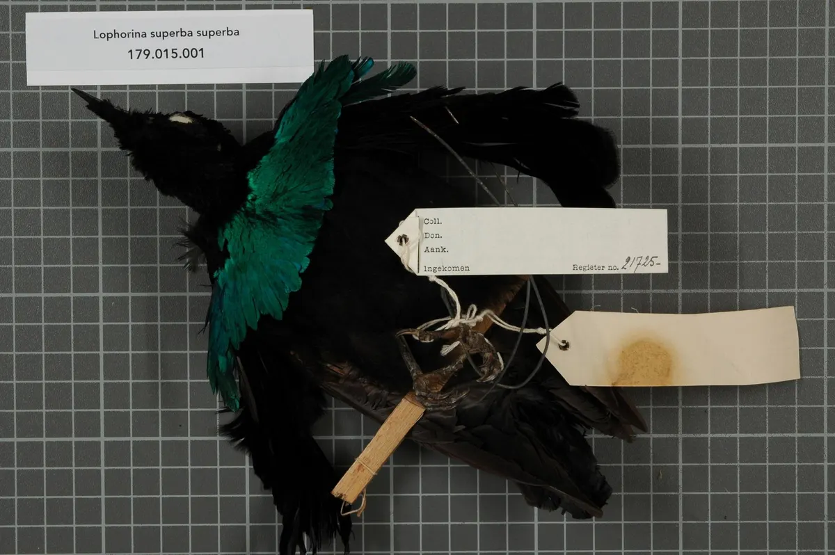 High-resolution specimen showing the sharp, agile beak adapted for capturing insects