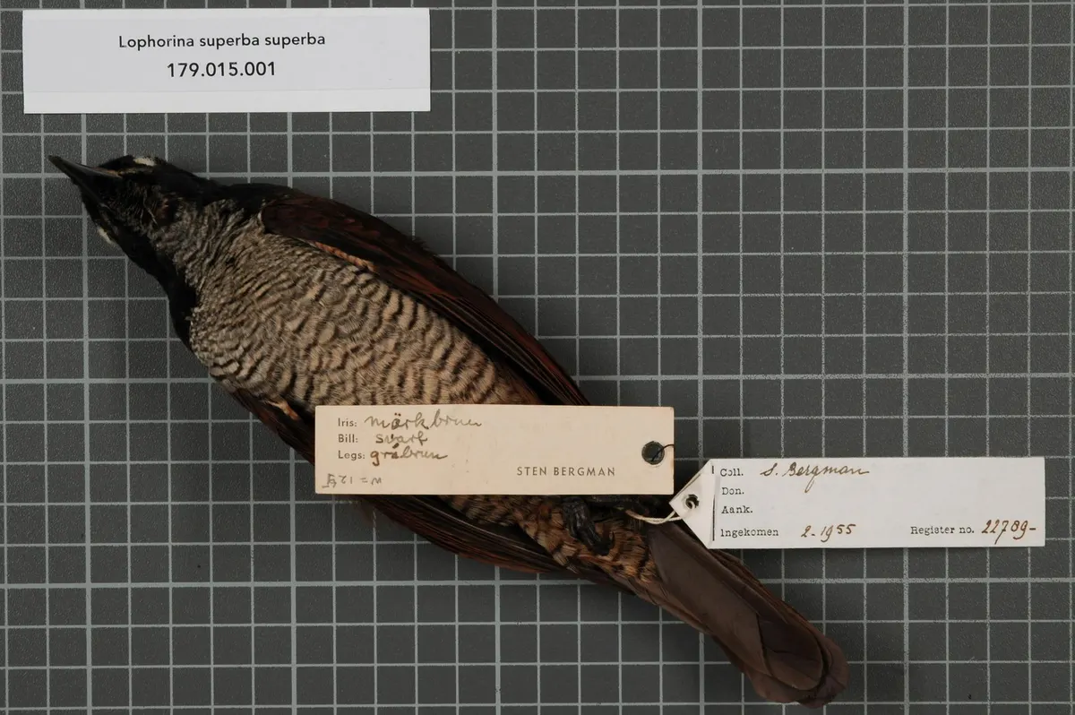 Pristine specimen illustrating the pronounced sexual dimorphism of the species