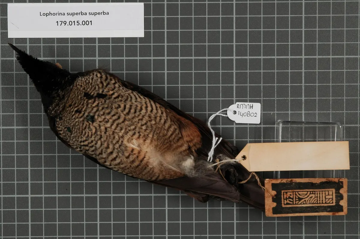 Beautiful archival specimen of Lophorina superba showcasing pristine adult feather preservation