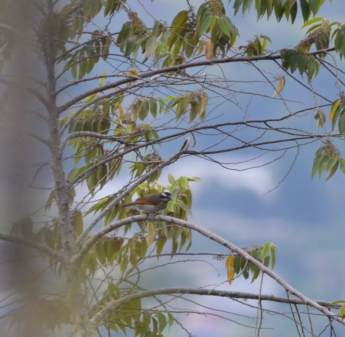 Superb bird-of-paradise in native highland forest habitat in New Guinea