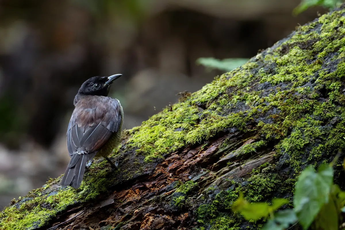 Female superb bird-of-paradise foraging actively along a mossy branch